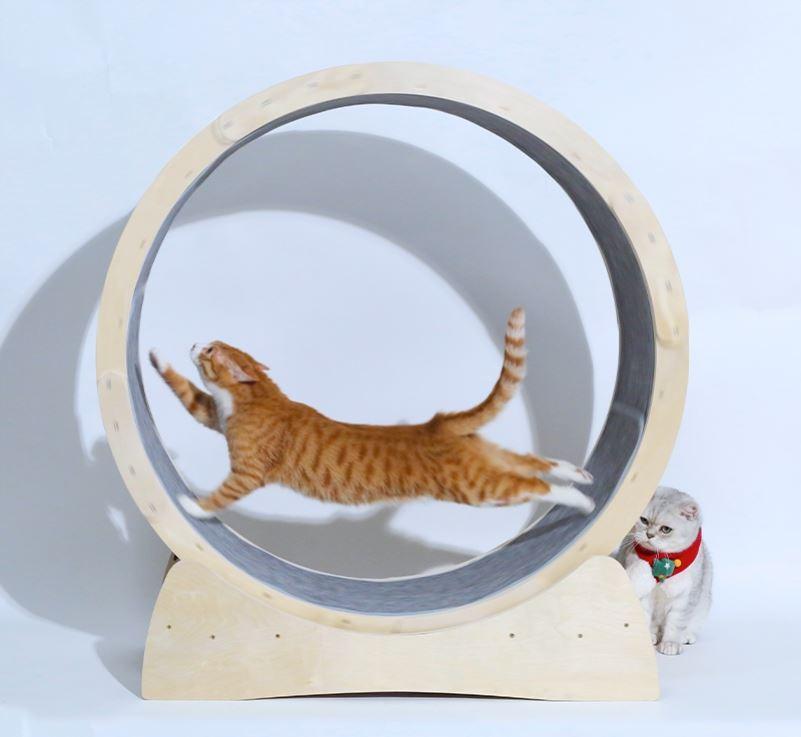 Cat Fitness Fun Roller-0