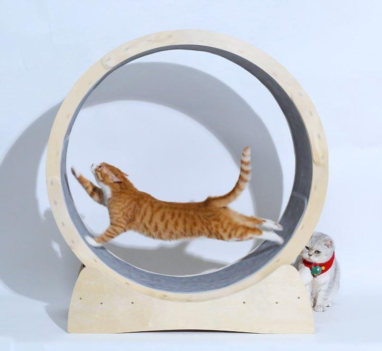 Pet Supplies — Cats